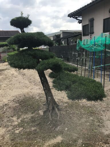 値下げ 庭木 まきの木 ⑤ 高さ2M 幹回り50㎝ 枝:幹中心