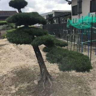 値下げ　庭木　まきの木　③　高さ2M 　幹回り50㎝　　枝:幹中心より1M