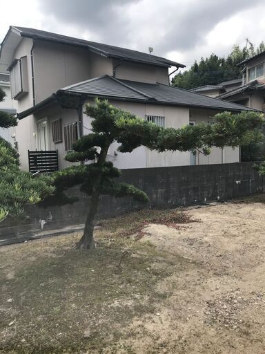 値下げ　庭木　まきの木　⑤　高さ2M 　幹回り50㎝　枝:幹中心より3M