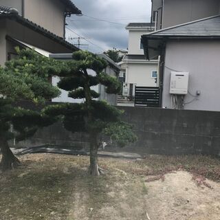 値下げ 庭木 まきの木 ⑤ 高さ2M 幹回り50㎝ 枝:幹中心