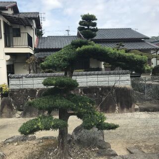 値下げ 庭木 まきの木 ⑦ 高さ2.5M 幹回り60㎝ 枝:幹