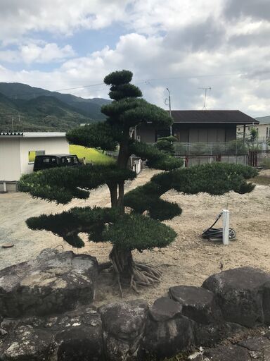 値下げ　庭木　まきの木　⑧　高さ2.3M 　幹回り70㎝　枝:幹中心より1.8Ｍ