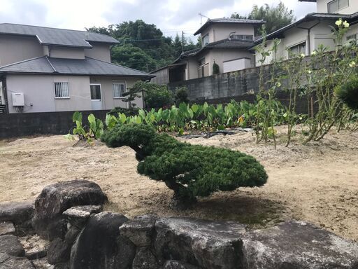 庭木　まきの木 ?　⑨　高さ0.5M 　幹回り40㎝　枝:幹中心より60㎝