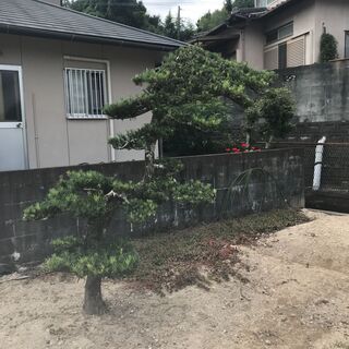 値下げ　庭木　まきの木　⑤　高さ2M 　幹回り50㎝　枝:幹中心より3M 値下げ 庭木 まきの木 ⑤ 高さ2M 幹回り50㎝ 枝:幹中心