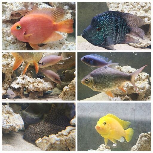 淡水魚　計20匹