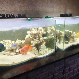 淡水魚 計20匹 【公式通販】