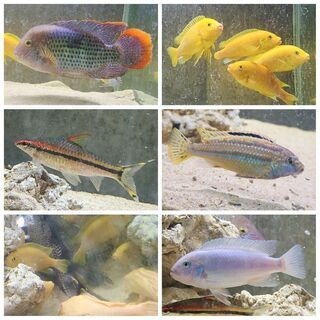 淡水魚 計20匹 【公式通販】