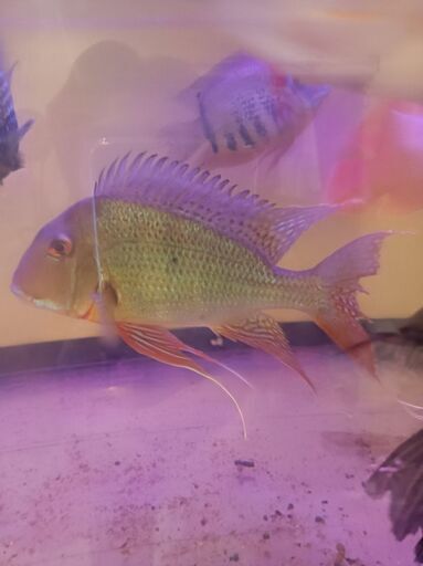 値下げ特大ゲオファーガス22cm　熱帯魚
