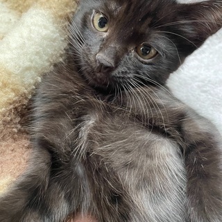 岡山県の猫の里親募集｜ジモティー