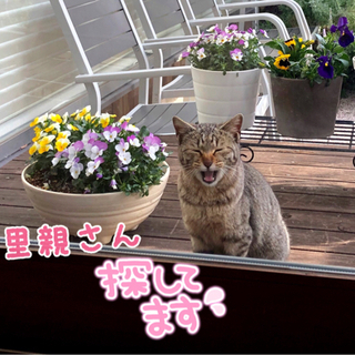 ただ今動物病院でお泊まり保育中♪先生お墨付きの可愛い猫です^ ^ − 大阪府