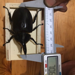 エクアトリヌス幼虫サタンオオカブト幼虫どちらもオス