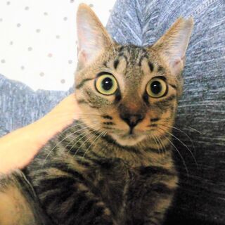 里親さま決定！　兄妹一緒★飼い猫として生きられたら...④