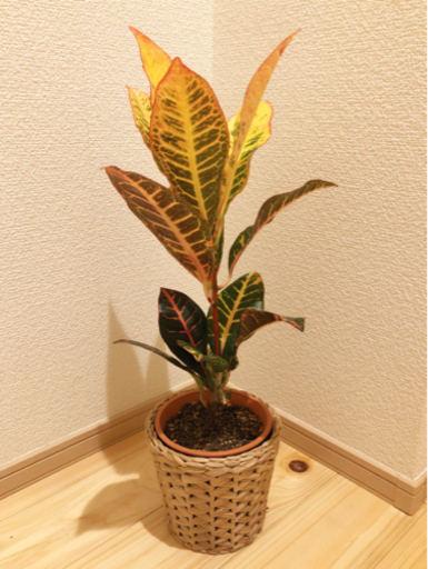 観葉植物　クロトン・アケボノ　51cm　4号鉢とIKEAの鉢カバー付き