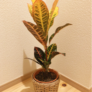 観葉植物　クロトン・アケボノ　51cm　4号鉢とIKEAの鉢カバー付き