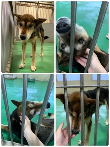 保健所収容 ガリガリ痩せの可愛い男の子がご縁を待っています 県外譲渡可 Kmhらぶ 大村のその他の里親募集 ジモティー