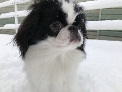 貴重な犬種の里親さん募集です 急募 塾長 岩屋橋のその他の里親募集 ジモティー