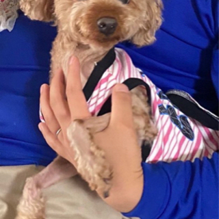 神奈川県 横浜市の犬の里親募集 ジモティー