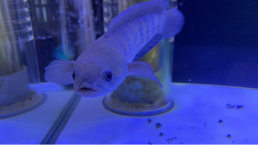 熱帯魚 スネークヘッド コウタイ 4 郡中のその他の中古あげます 譲ります ジモティーで不用品の処分
