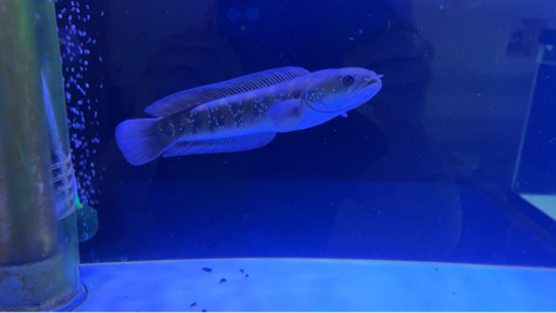熱帯魚 スネークヘッド コウタイ 4 郡中のその他の中古あげます 譲ります ジモティーで不用品の処分