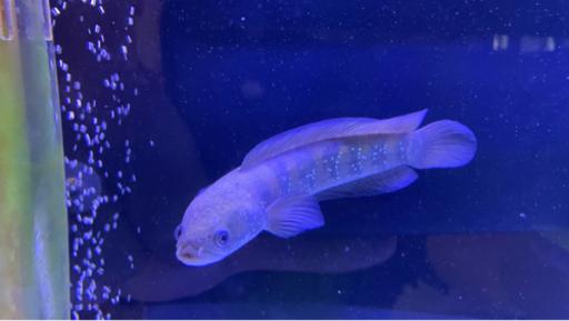 熱帯魚 スネークヘッド コウタイ 4 郡中のその他の中古あげます 譲ります ジモティーで不用品の処分