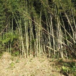 竹の伐採作業