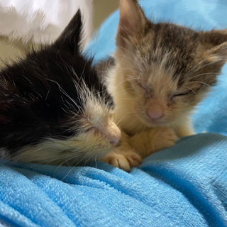 子猫2匹🐱生後1ヶ月ほど　里親さん募集