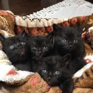 可愛い子猫(黒)4匹います。