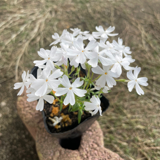 芝桜(白)モンブラン