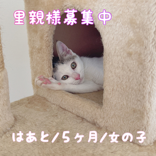 人が大好き！飼い主さんにべったり超甘えん坊のキジ白ちゃんです♡