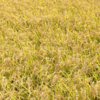 令和3年9月収穫　コシヒカリ玄米30キロ