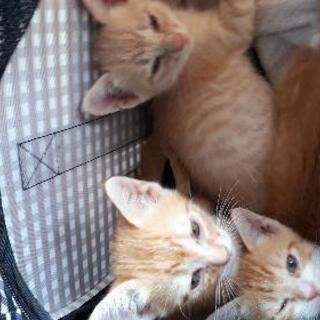 岡山県 津山市の猫の里親募集｜ジモティー