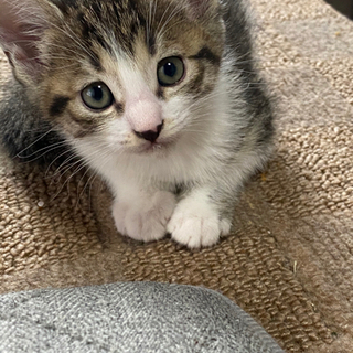 元気な子猫の里親募集です