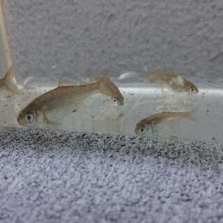 【ネット決済】ミナミアカヒレタビラ タナゴ 幼魚 