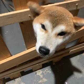 岡山県 倉敷市の犬の里親募集 ジモティー 岡山県 倉敷市の犬の里親募集 ジモティー