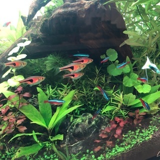 熱帯魚、ネオンテトラ、ラスボラエスペイ、ヤマトヌマエビ