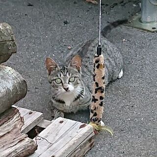 福島県の猫の里親募集｜ジモティー