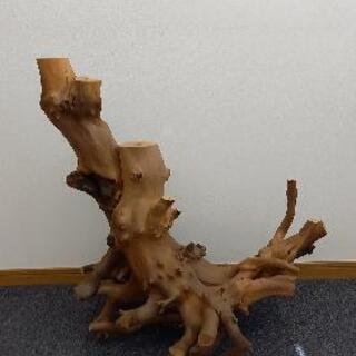 天然 木 根 こぶ 置物 No.﻿ 11