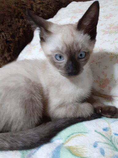 生後4か月過ぎですが可愛いシャム猫です みっちゃん 会津若松の猫の里親募集 ジモティー