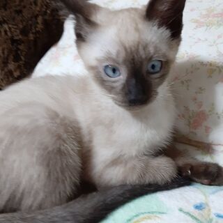 生後4か月過ぎですが可愛いシャム猫です
