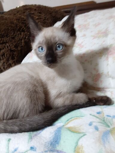 生後4か月過ぎですが可愛いシャム猫です みっちゃん 会津若松の猫の里親募集 ジモティー