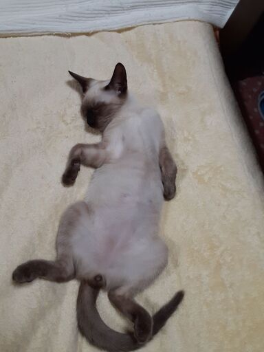 生後4か月過ぎですが可愛いシャム猫です みっちゃん 会津若松の猫の里親募集 ジモティー