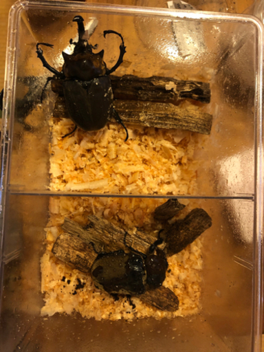 エレファスゾウカブト　サイズフリー(ちょい大きめ)ペア