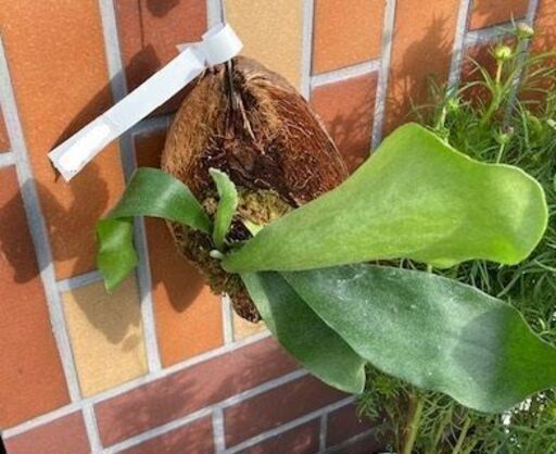 爆売り ヤシの実活着 子株付き ビカクシダ コウモリラン 植物 植物 観葉植物 Www Rescuemycell Com