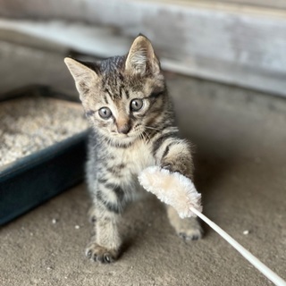 生後1〜2ヶ月程度 野良猫 里親募集