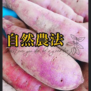 【ネット決済】【少し訳あり自然農法】紅あずま＋安納芋！
