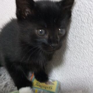 可愛い黒子猫2ヶ月里親様決定しました！ - 名古屋市