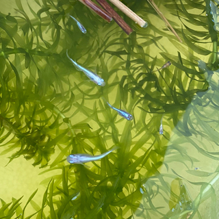 【63】幹之メダカの稚魚10匹