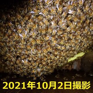 巣箱入り日本蜜蜂１群（2021.4.10入居群）