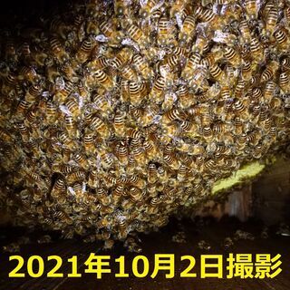 巣箱入り日本蜜蜂1群（2021.4.10入居群）