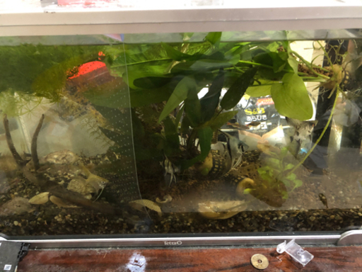 魚色々